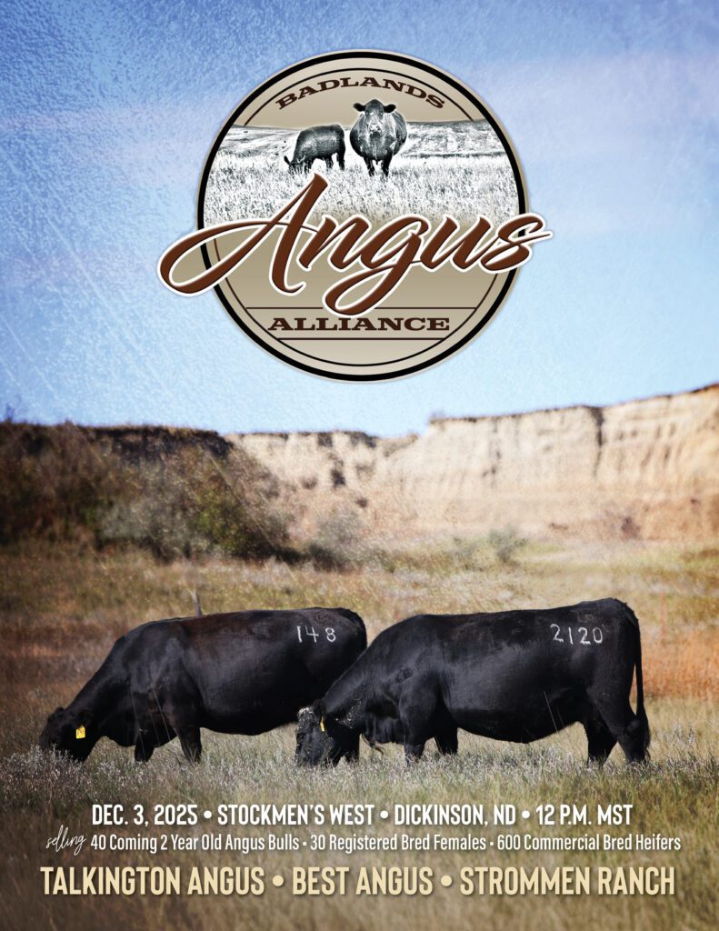 Two black cows grazing in a field.