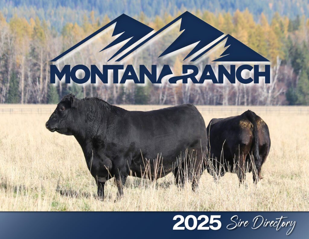 Two black bulls with Montana Ranch logo