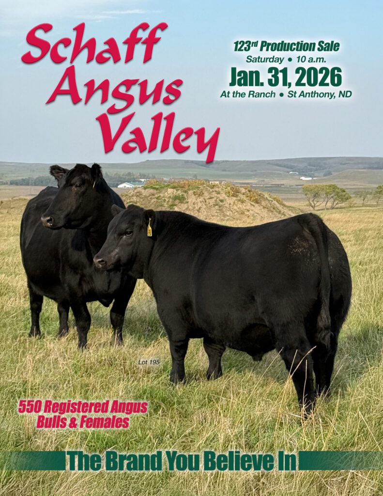Two black Angus cows in a field.