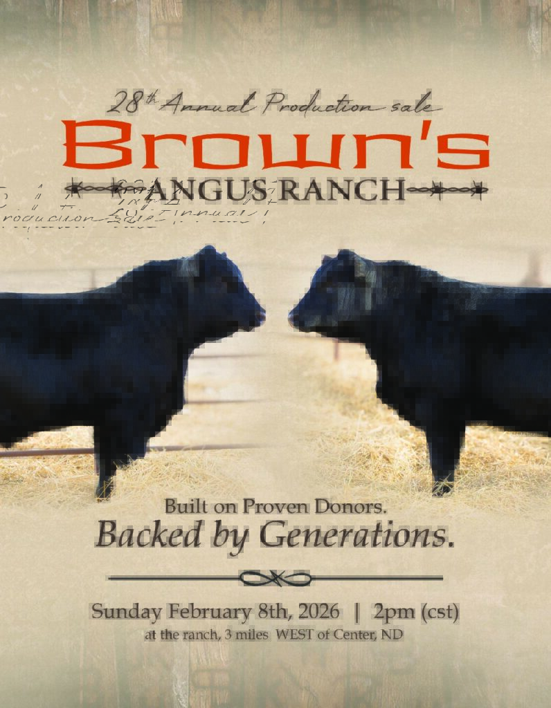 Two black Angus bulls facing each other poster