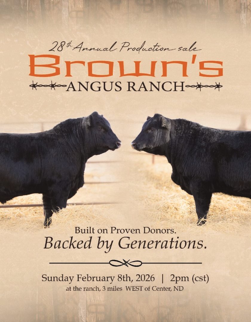 Two black Angus bulls facing each other poster