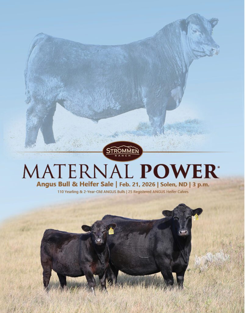 Angus bull and two heifers in pasture