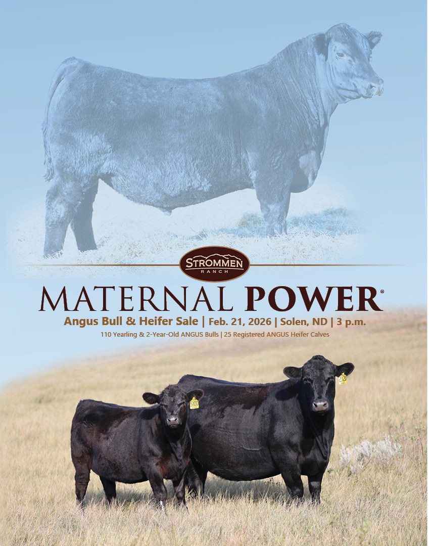 Angus bull and two heifers in pasture
