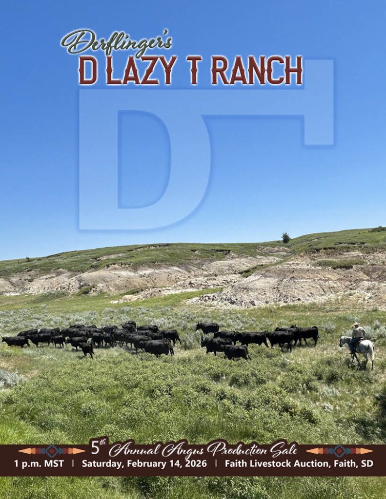 Cowboy and cattle on D Lazy T Ranch