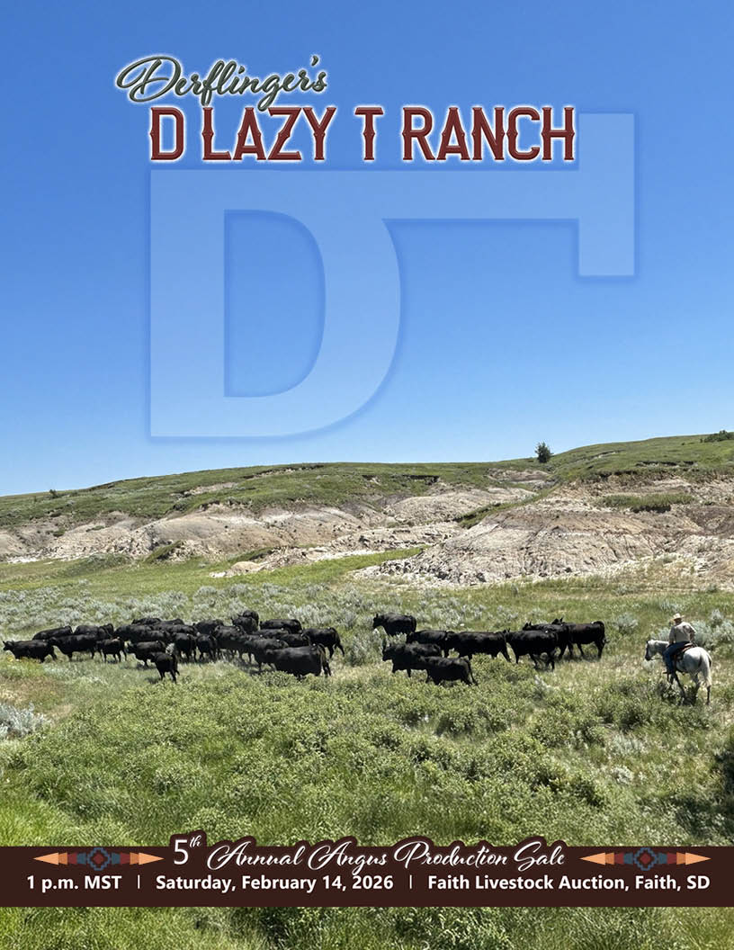Cowboy and cattle on D Lazy T Ranch