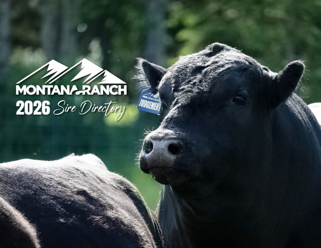 Black bull with ear tag, Montana Ranch 2026