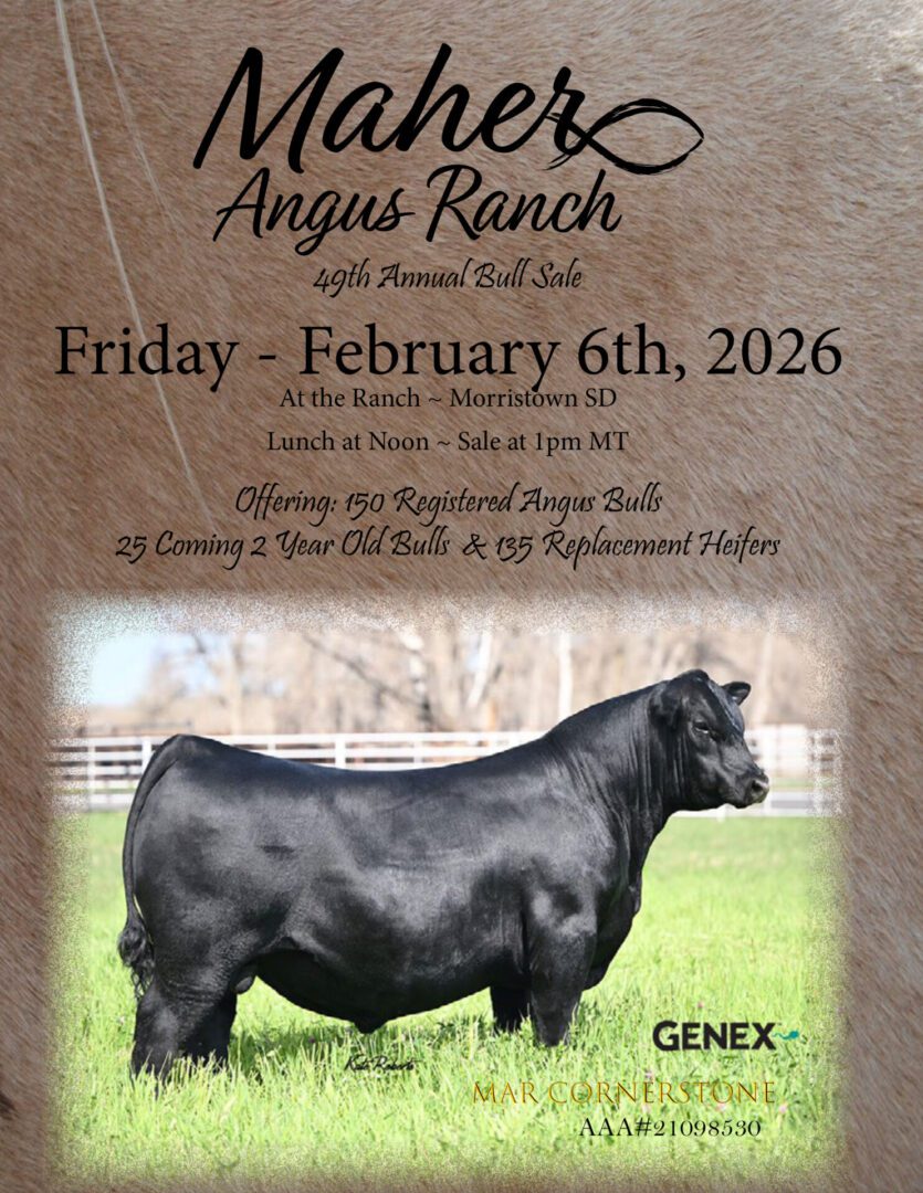Maher Angus Ranch bull sale poster