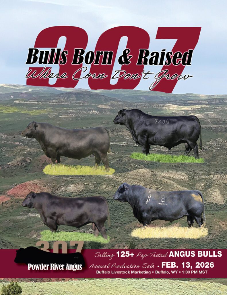 Powder River Angus sale poster with four bulls