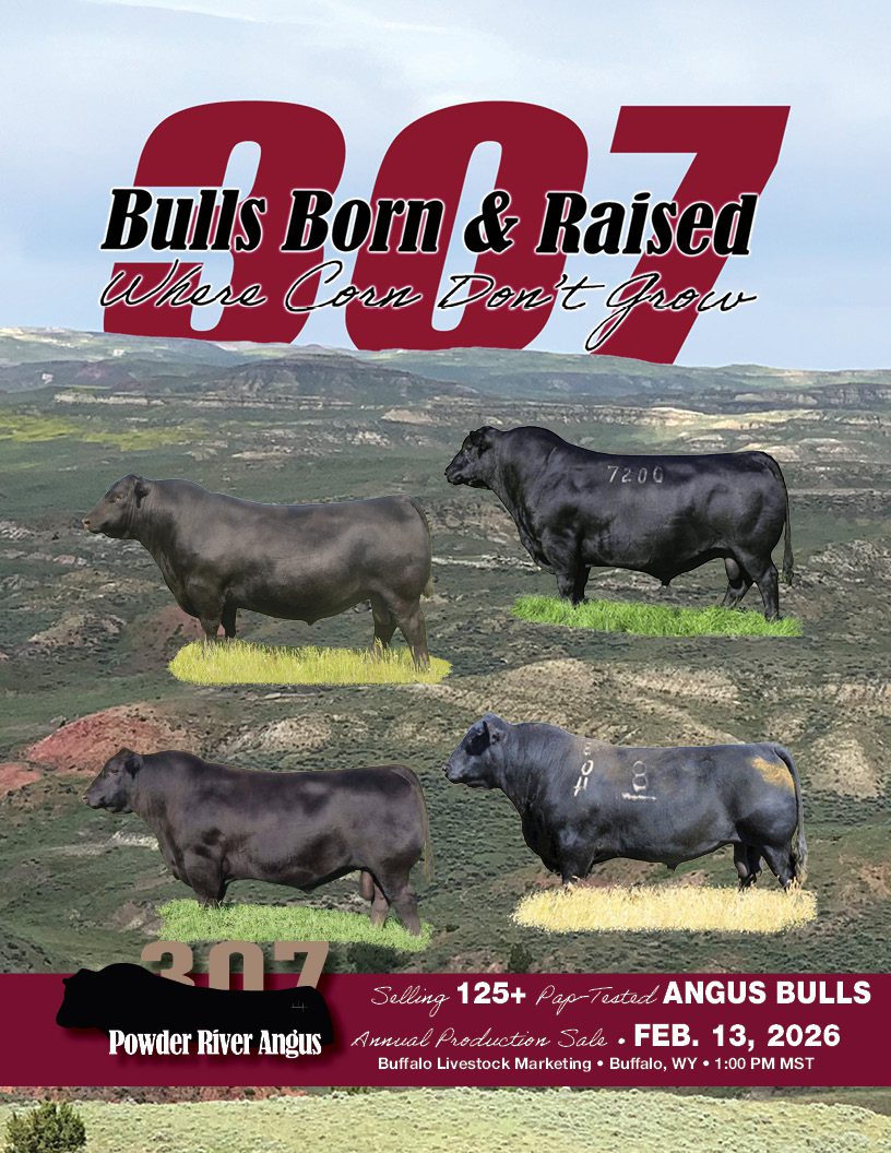Powder River Angus sale poster with four bulls