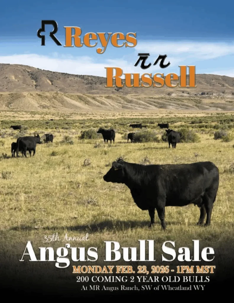 Reyes Russell ranch cover with grazing Angus