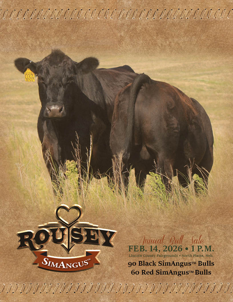 Two black SimAngus bulls in pasture