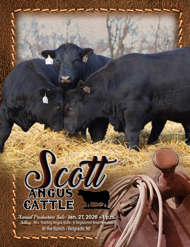 Three black Angus cattle nuzzling on hay