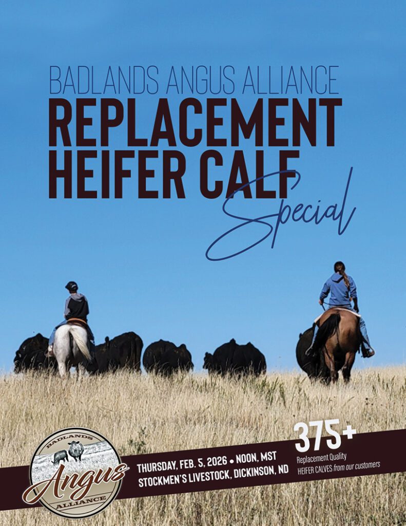 Two riders herding Angus replacement heifers