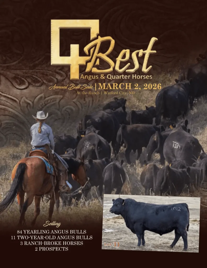Cowboy herding black Angus cattle cover