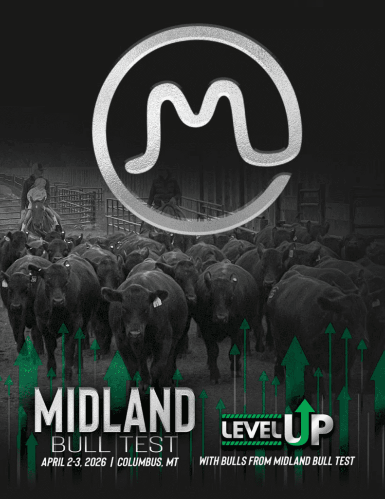 Midland Bull Test Level Up poster with bulls