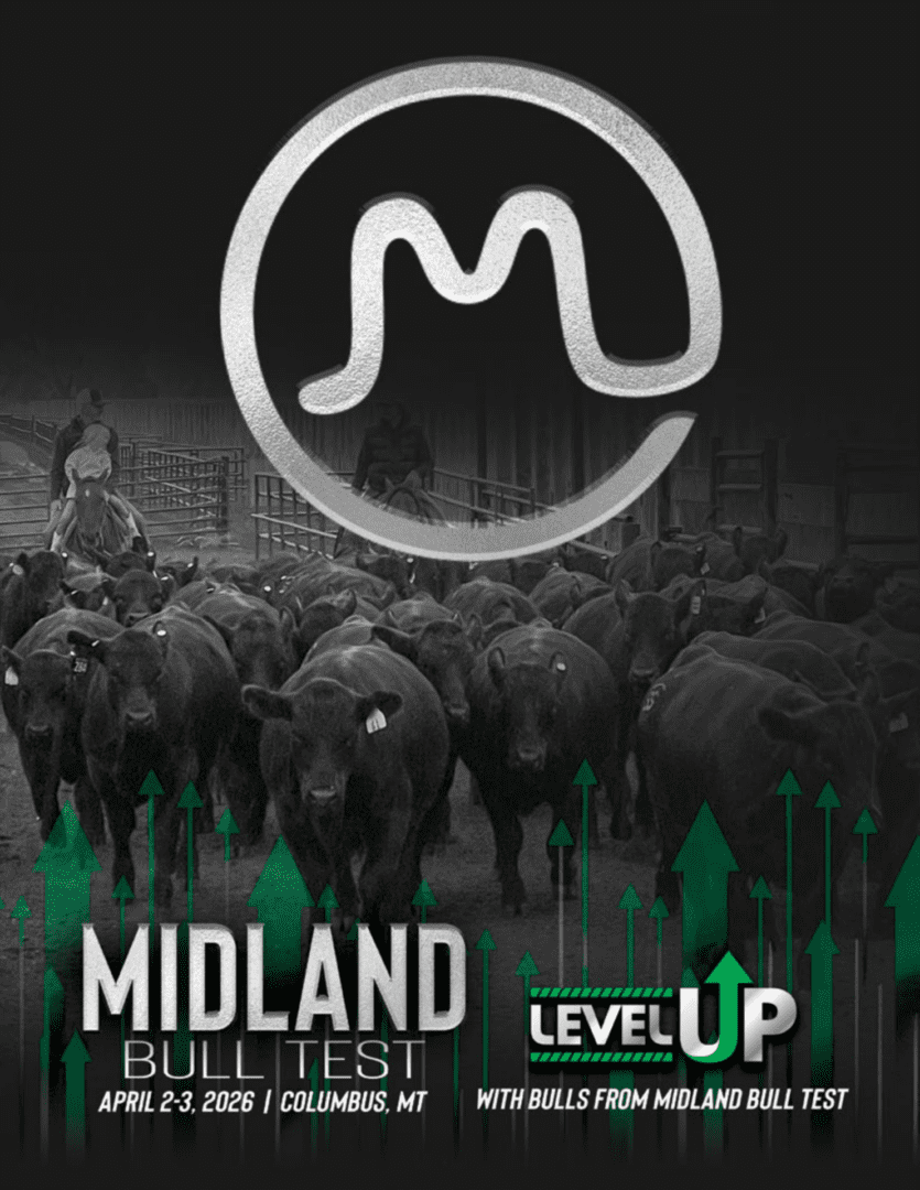 Midland Bull Test Level Up poster with bulls