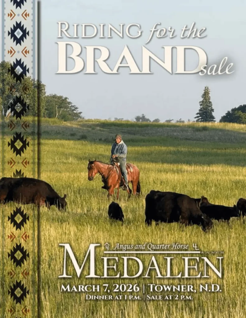 Cowboy on sorrel horse herding black cattle