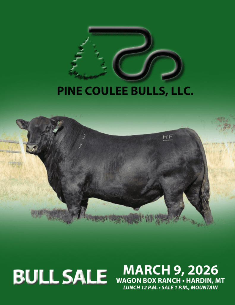 Black Angus bull with Pine Coulee logo
