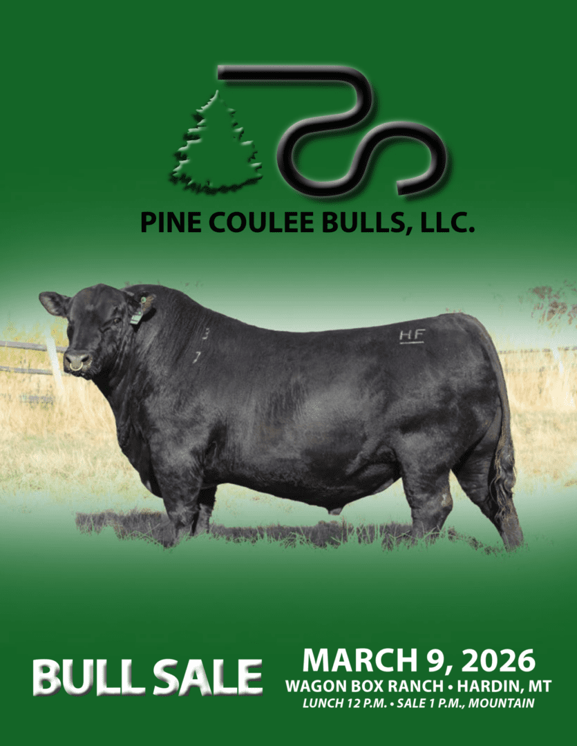 Black Angus bull with Pine Coulee logo