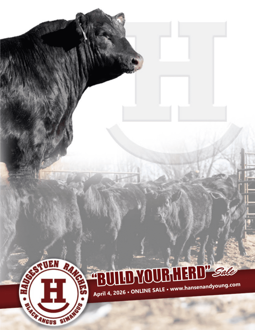 Black Angus cattle herd at ranch sale
