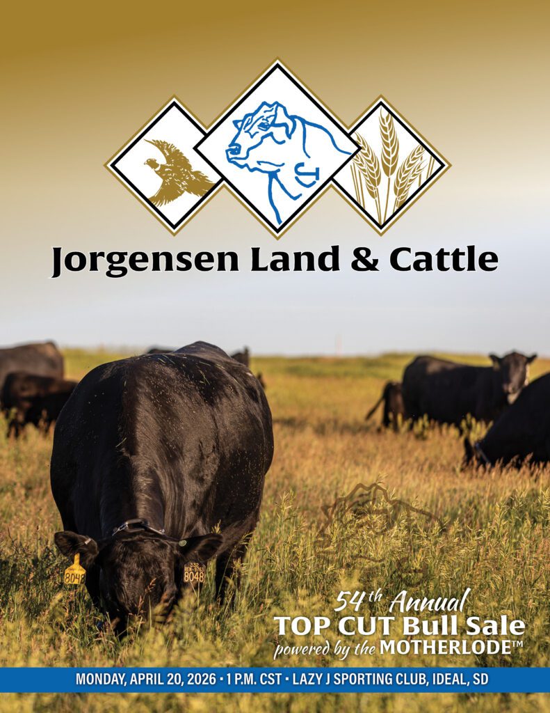Jorgensen Land & Cattle logo, grazing black cattle