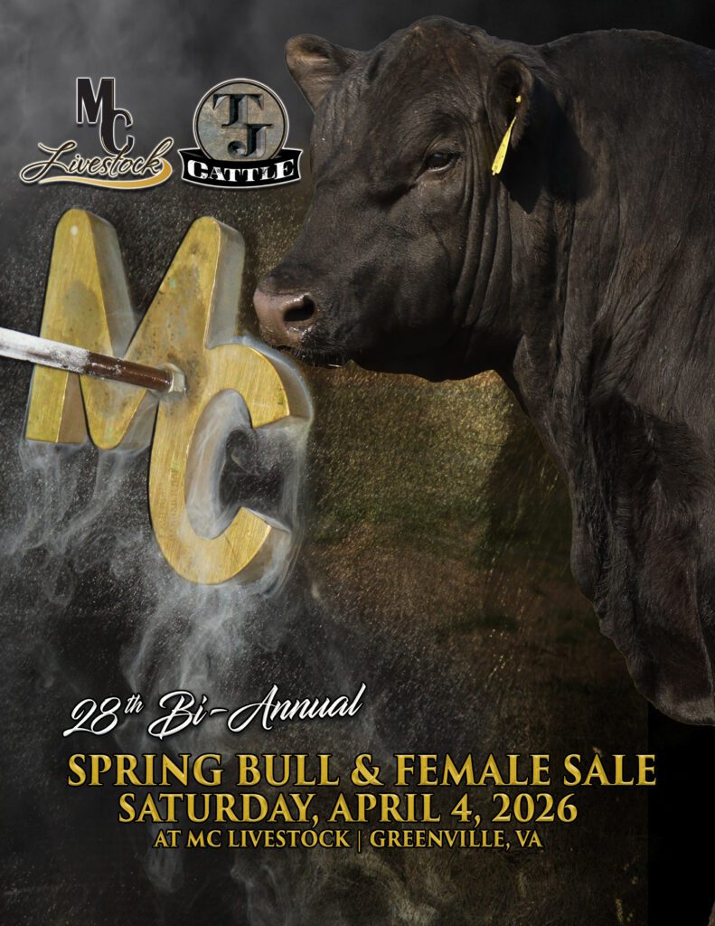 Black bull with MC Livestock sale advertisement