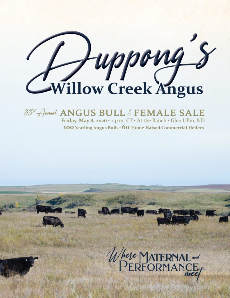 Black Angus cattle grazing on grassy prairie