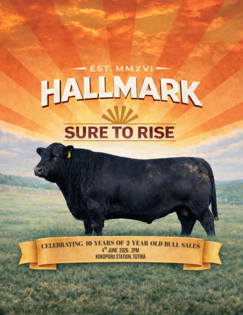 Black bull standing in field with sunrise
